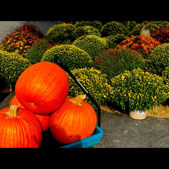 Meet your Posher, Ibelca - Picture 4 of 5